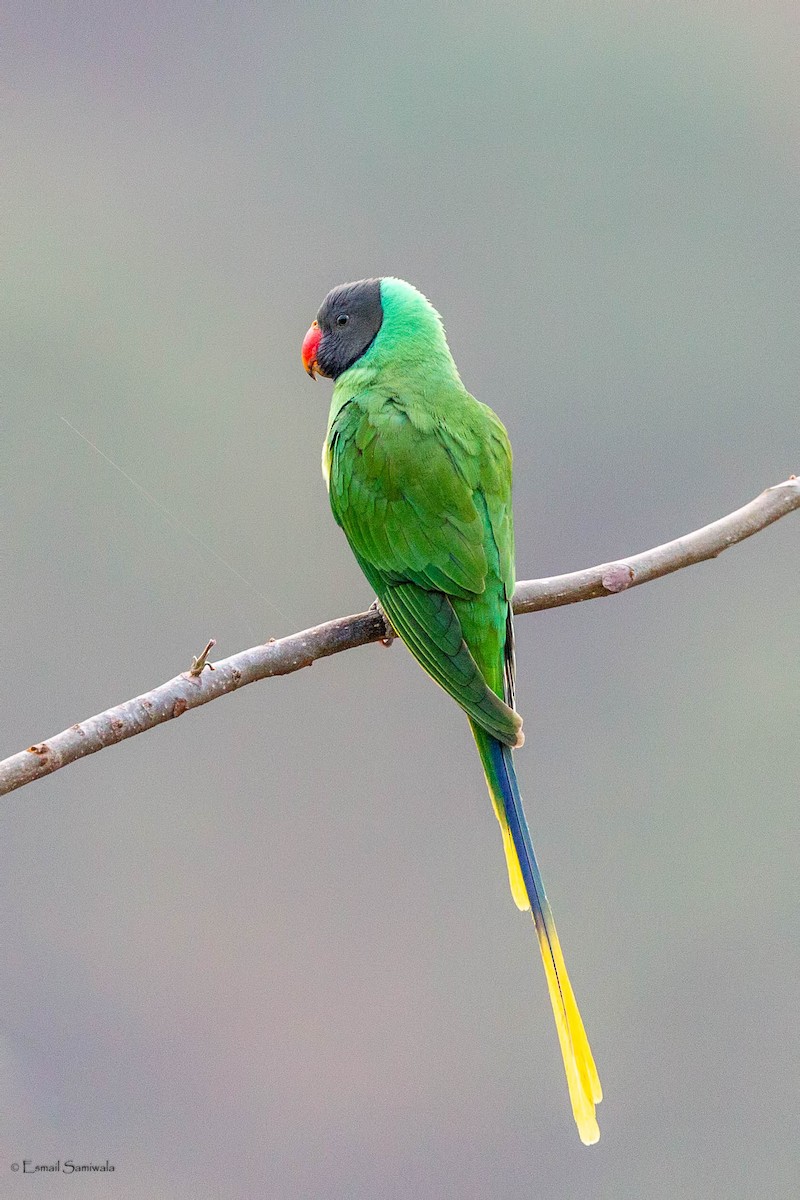 Slaty-headed Parakeet - ML634518656