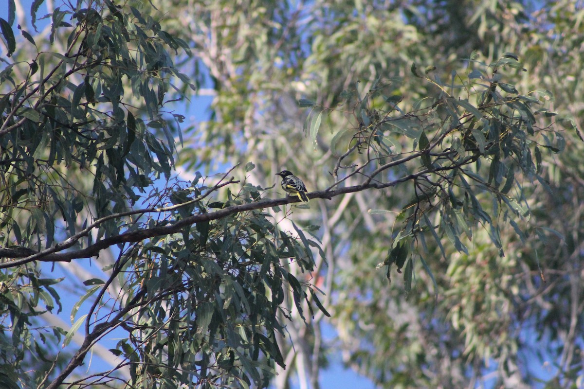 Regent Honeyeater - ML634518661
