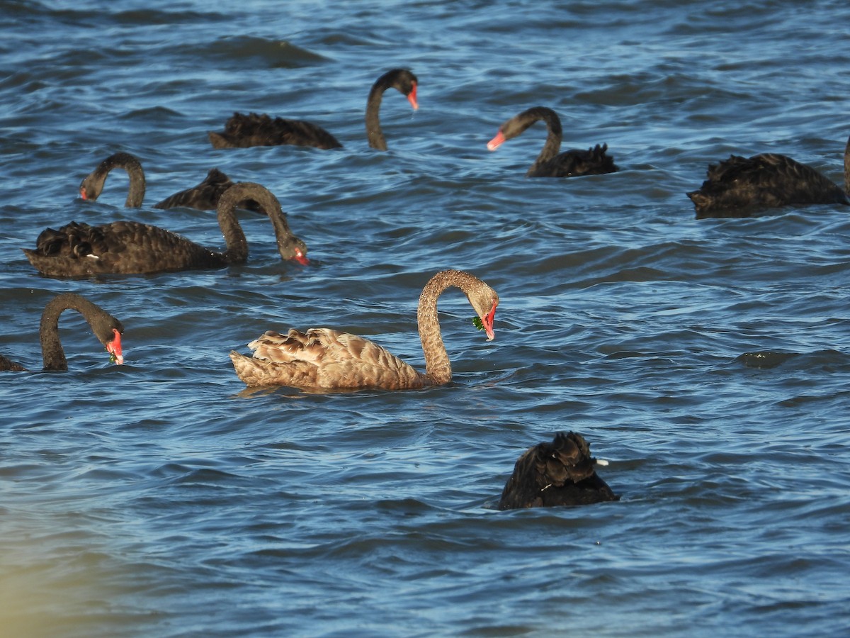 Black Swan - ML634518674