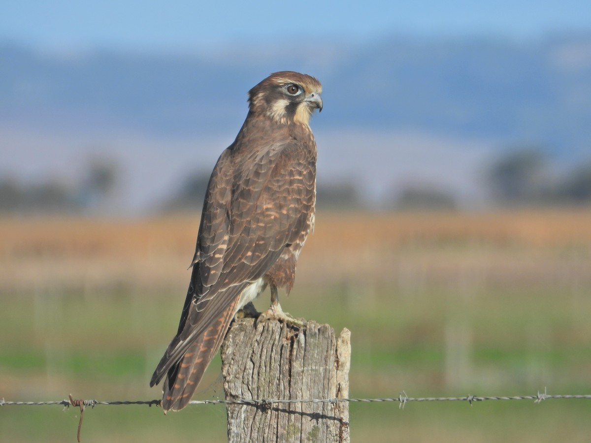 Brown Falcon - ML634518682