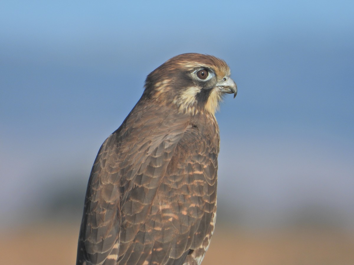 Brown Falcon - ML634518683