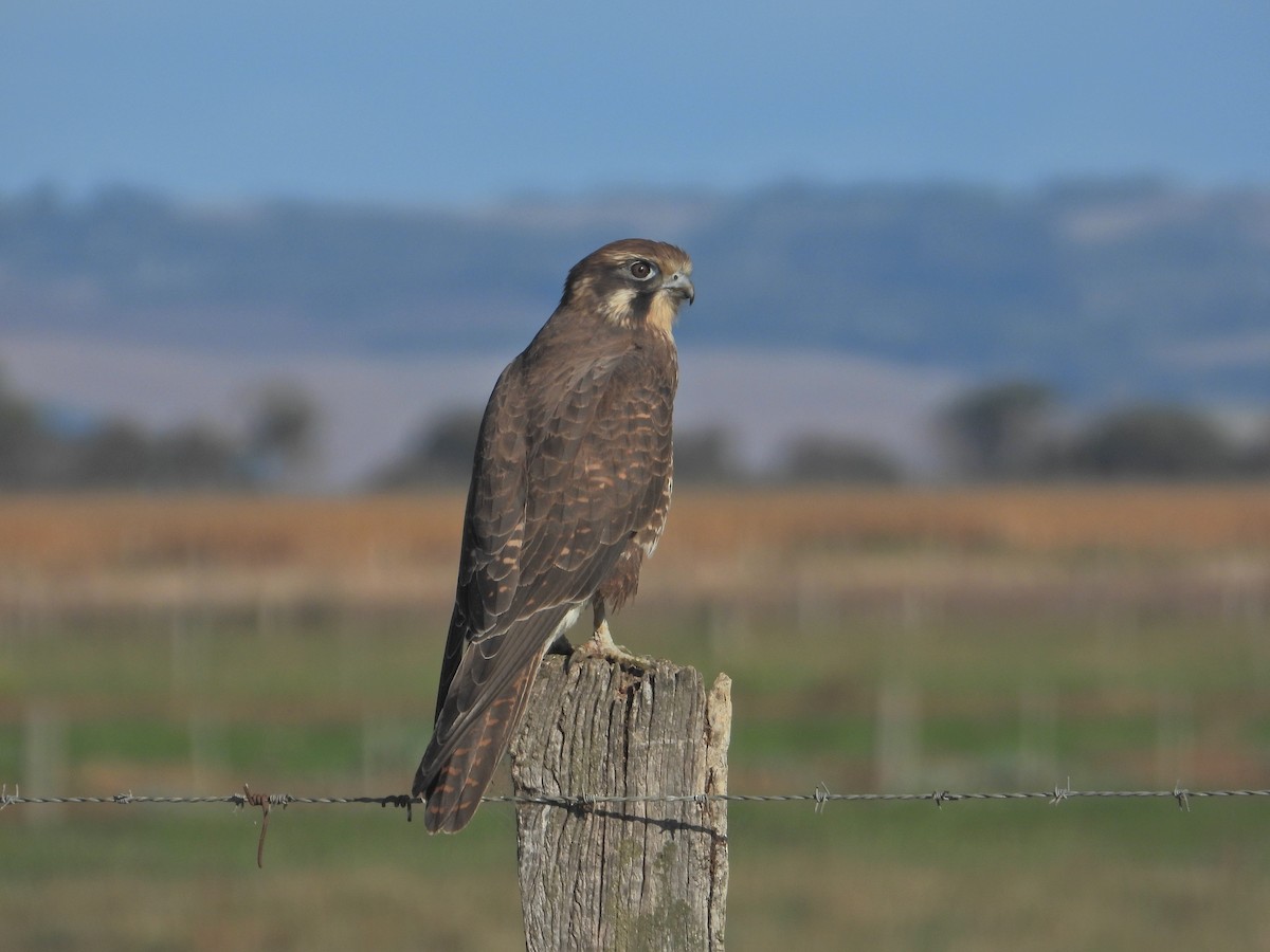 Brown Falcon - ML634518684