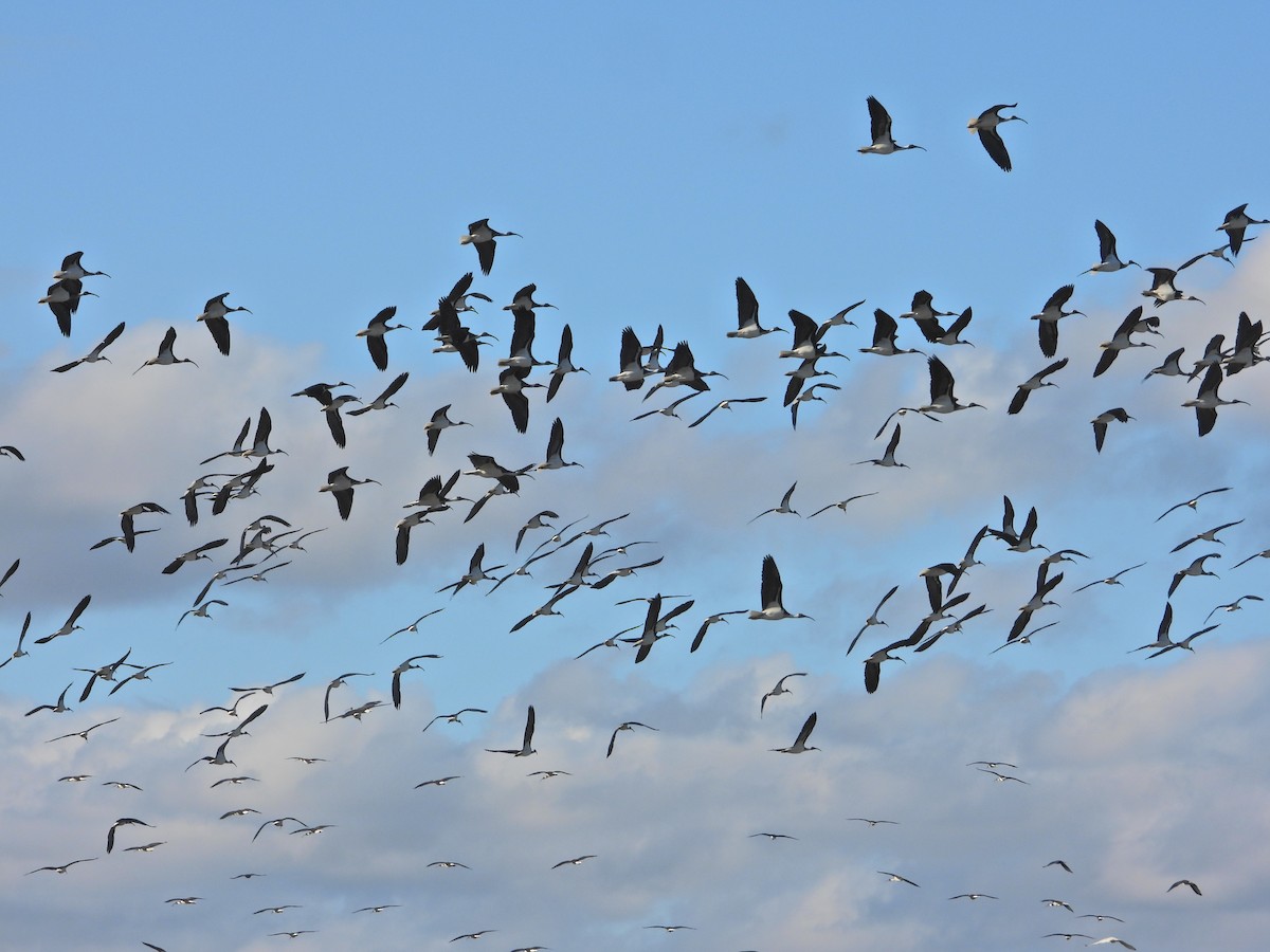 Straw-necked Ibis - ML634518710