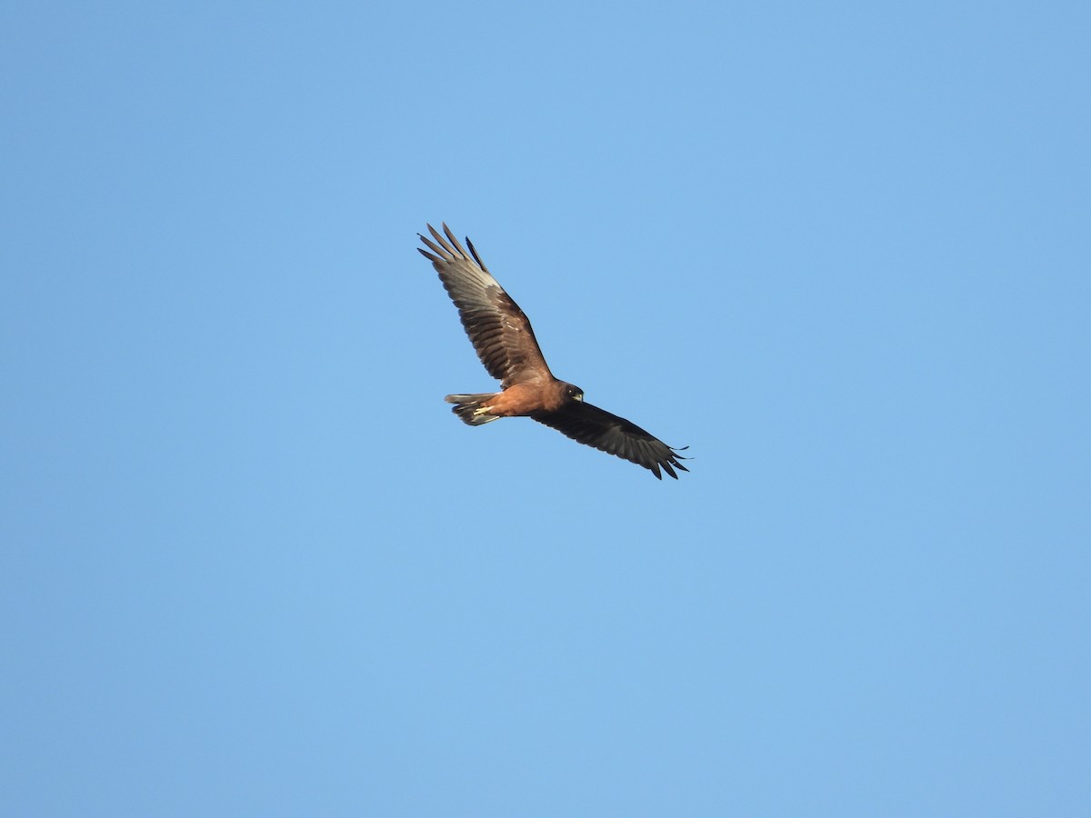 Swamp Harrier - ML634518716
