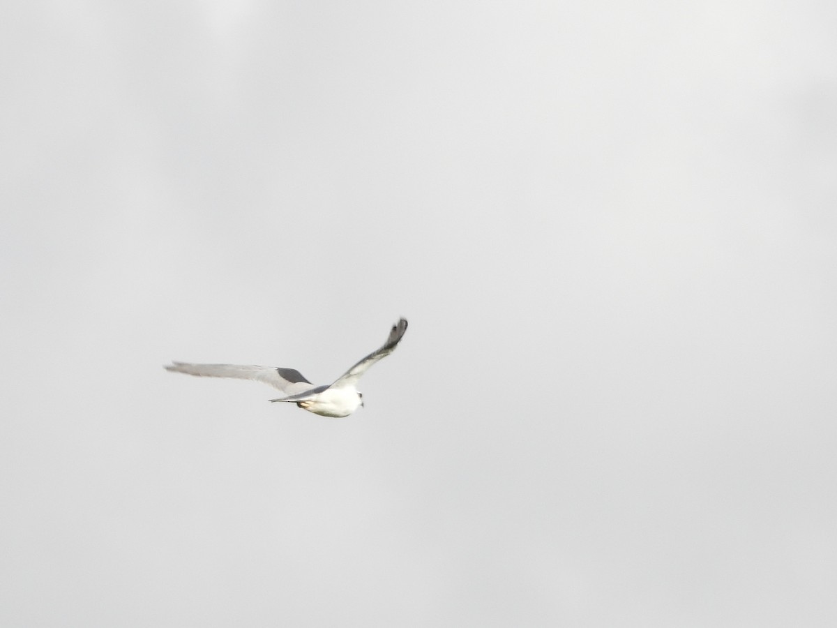 Black-shouldered Kite - ML634518719