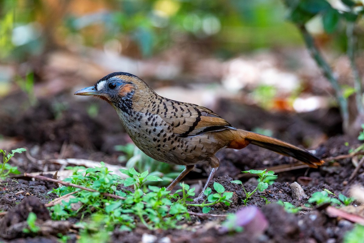 Rufous-chinned Laughingthrush - ML634518720