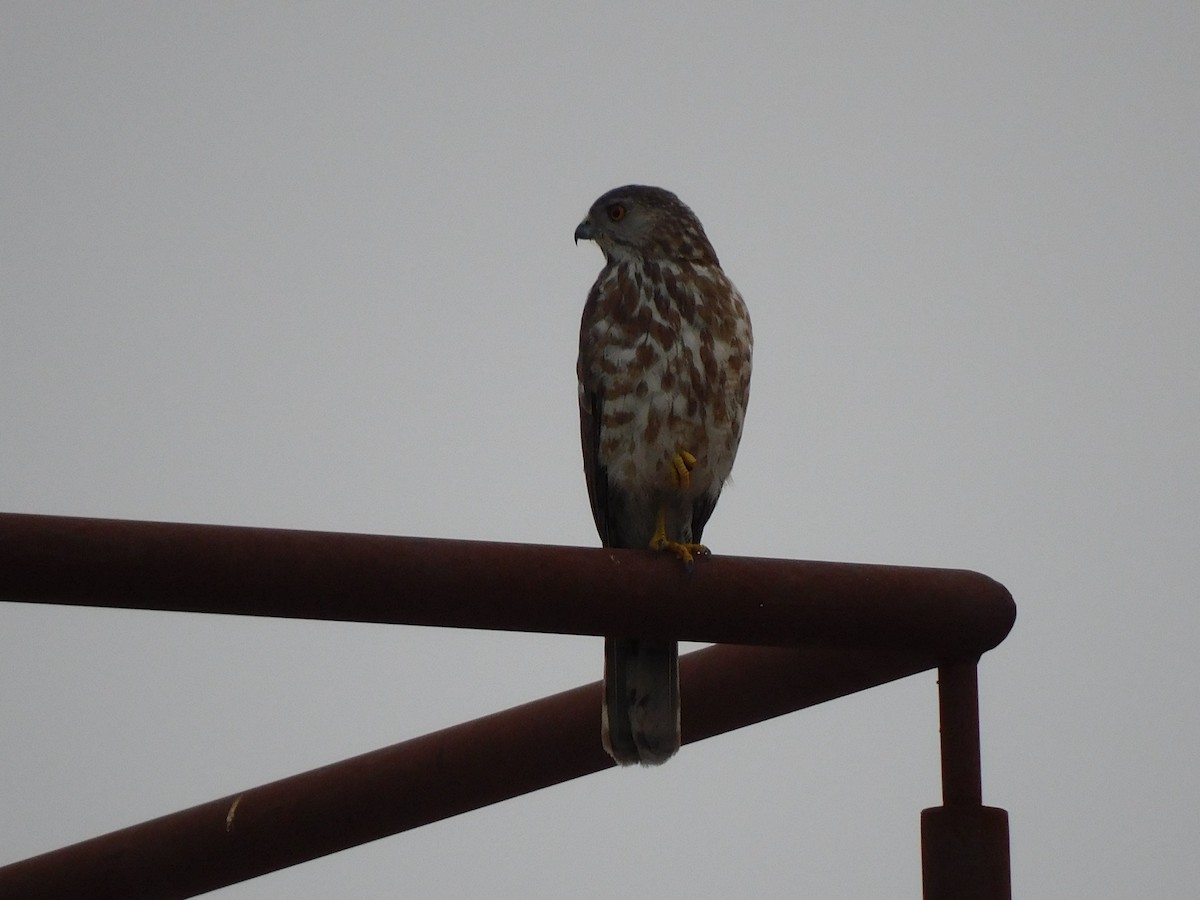 Shikra - ML634518724