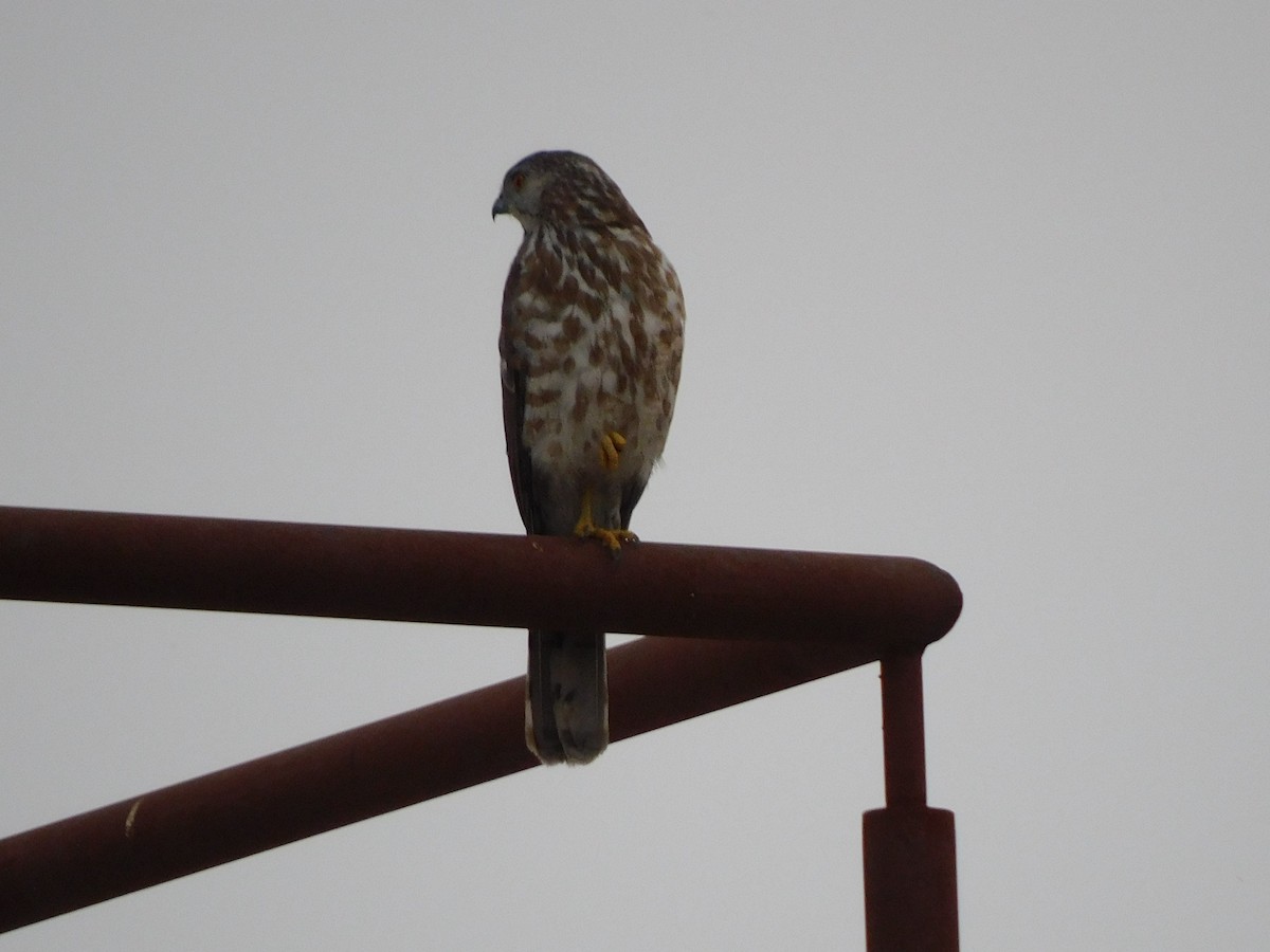 Shikra - ML634518725