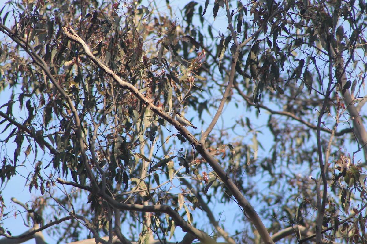 White-naped Honeyeater - ML634518729