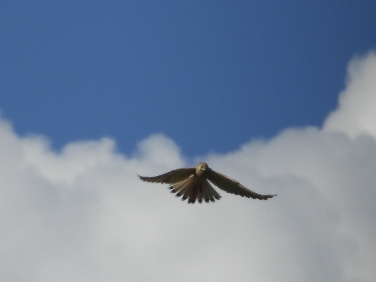 Nankeen Kestrel - ML634518730