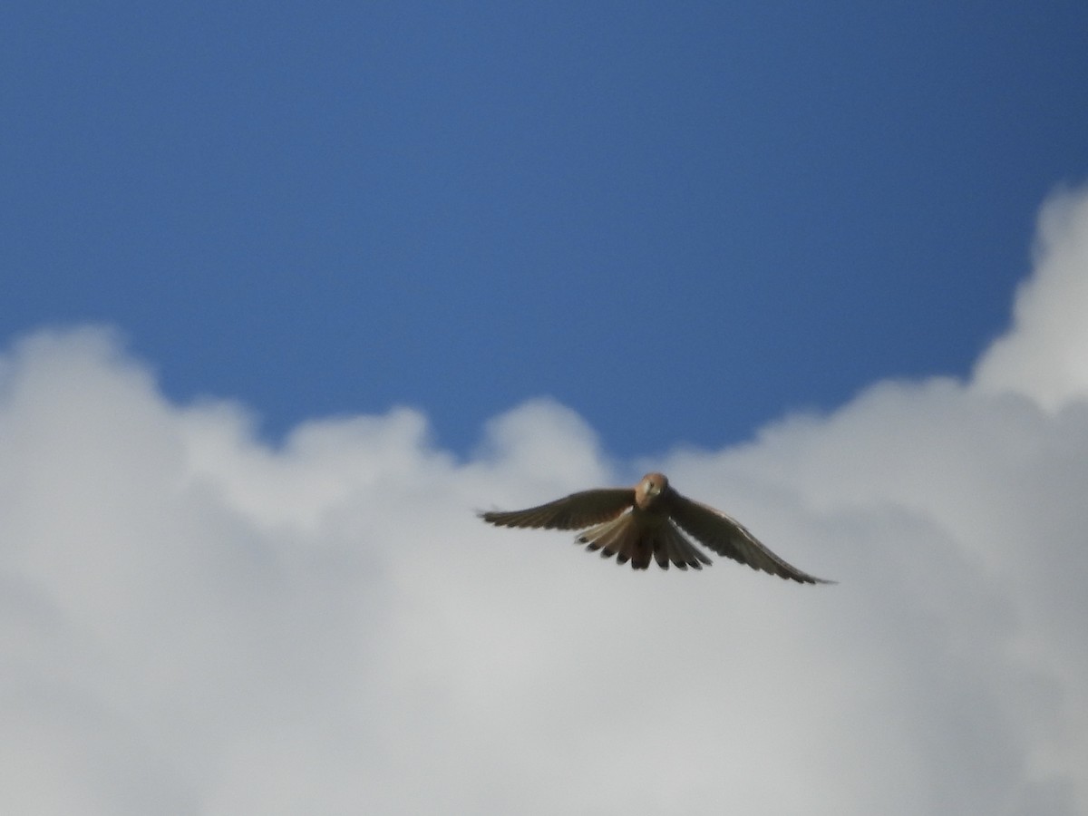 Nankeen Kestrel - ML634518731