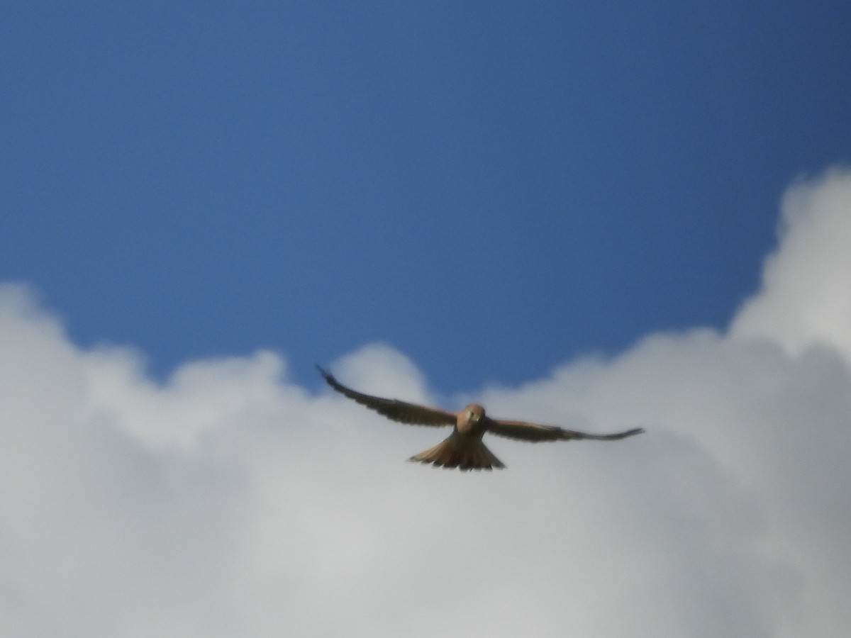 Nankeen Kestrel - ML634518732