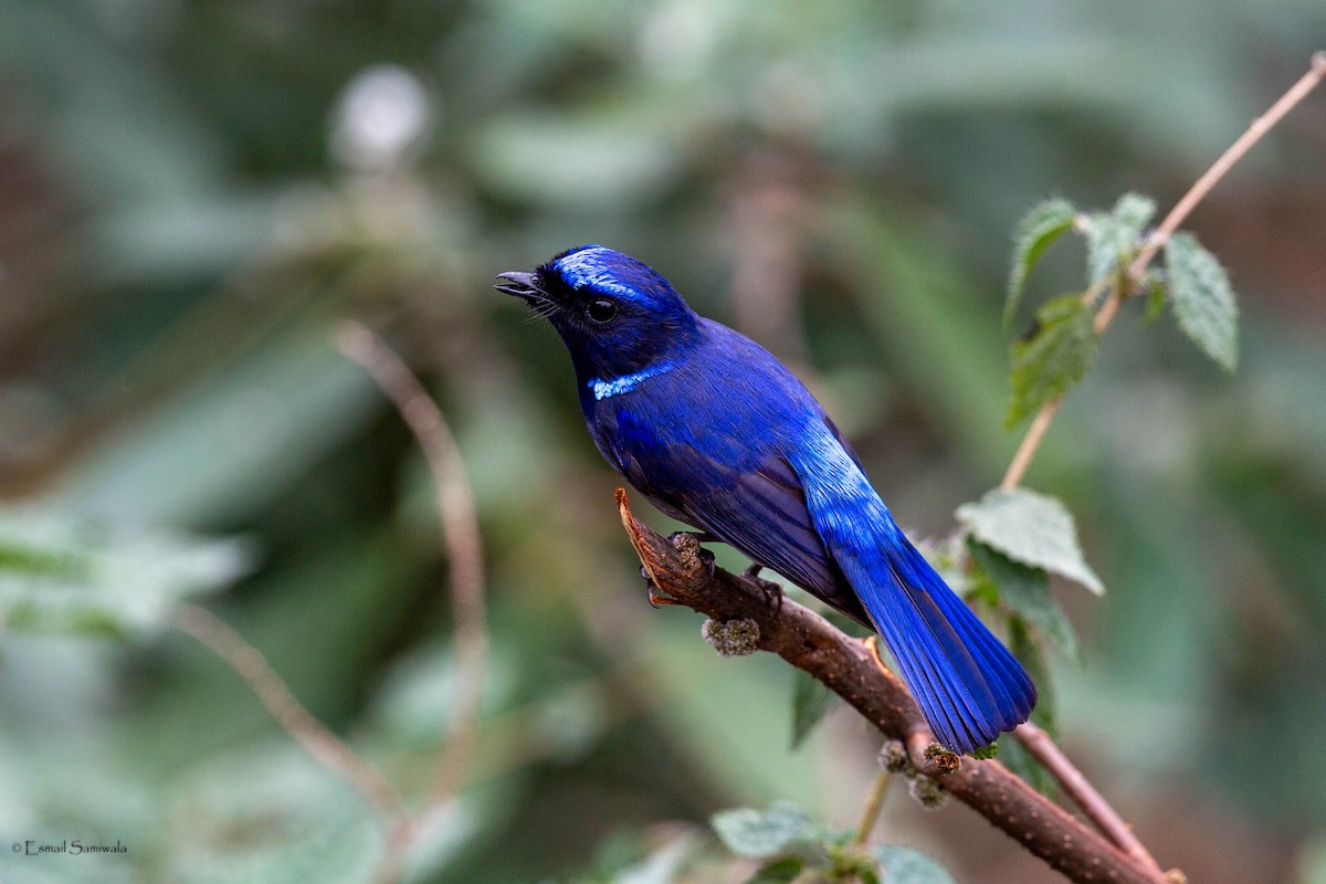 Small Niltava - ML634518737