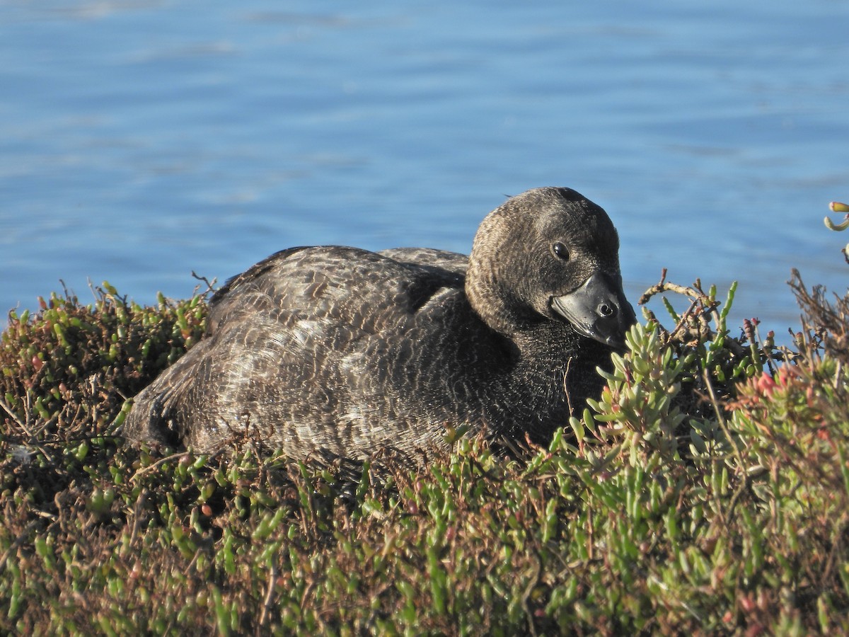 Musk Duck - ML634518738