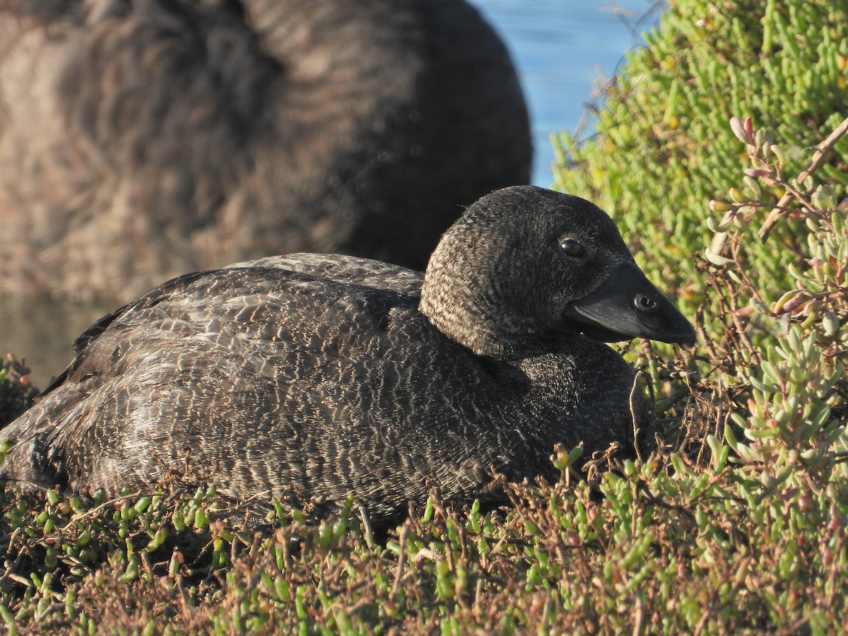 Musk Duck - ML634518739