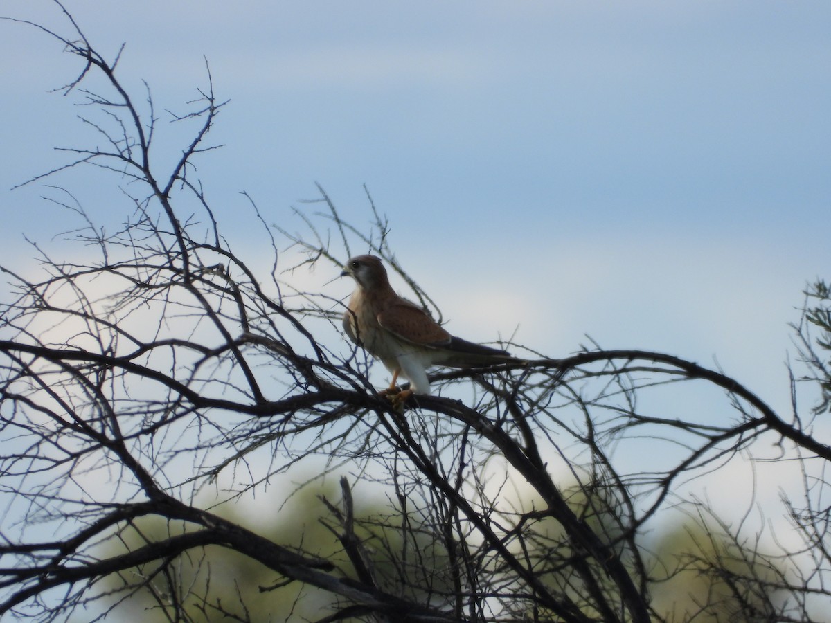 Nankeen Kestrel - ML634518743