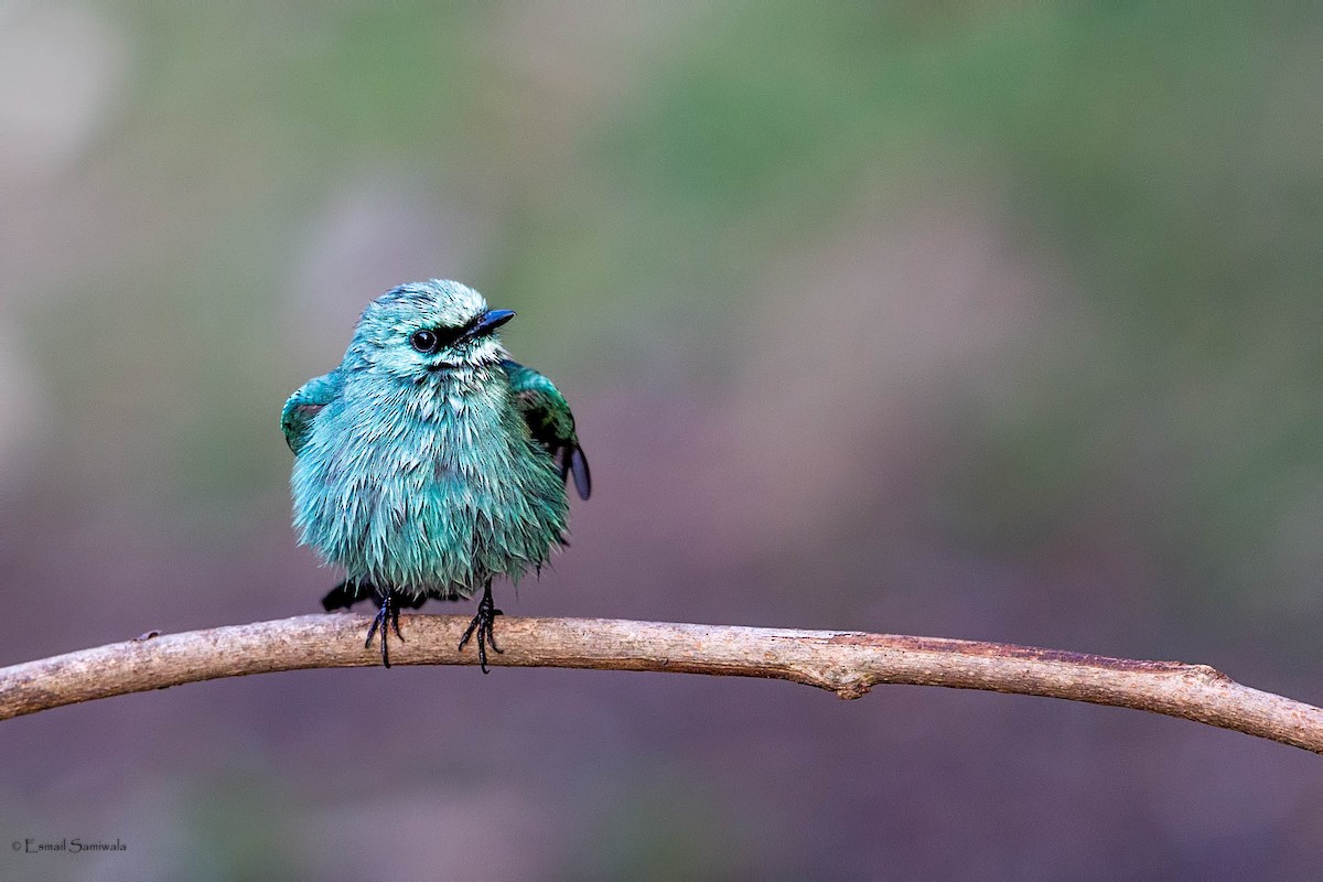 Verditer Flycatcher - ML634518745