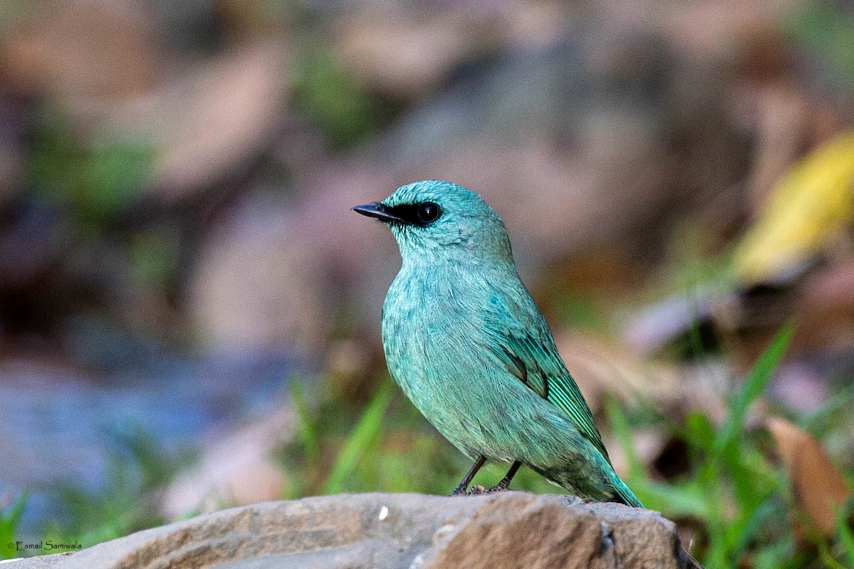 Verditer Flycatcher - ML634518746