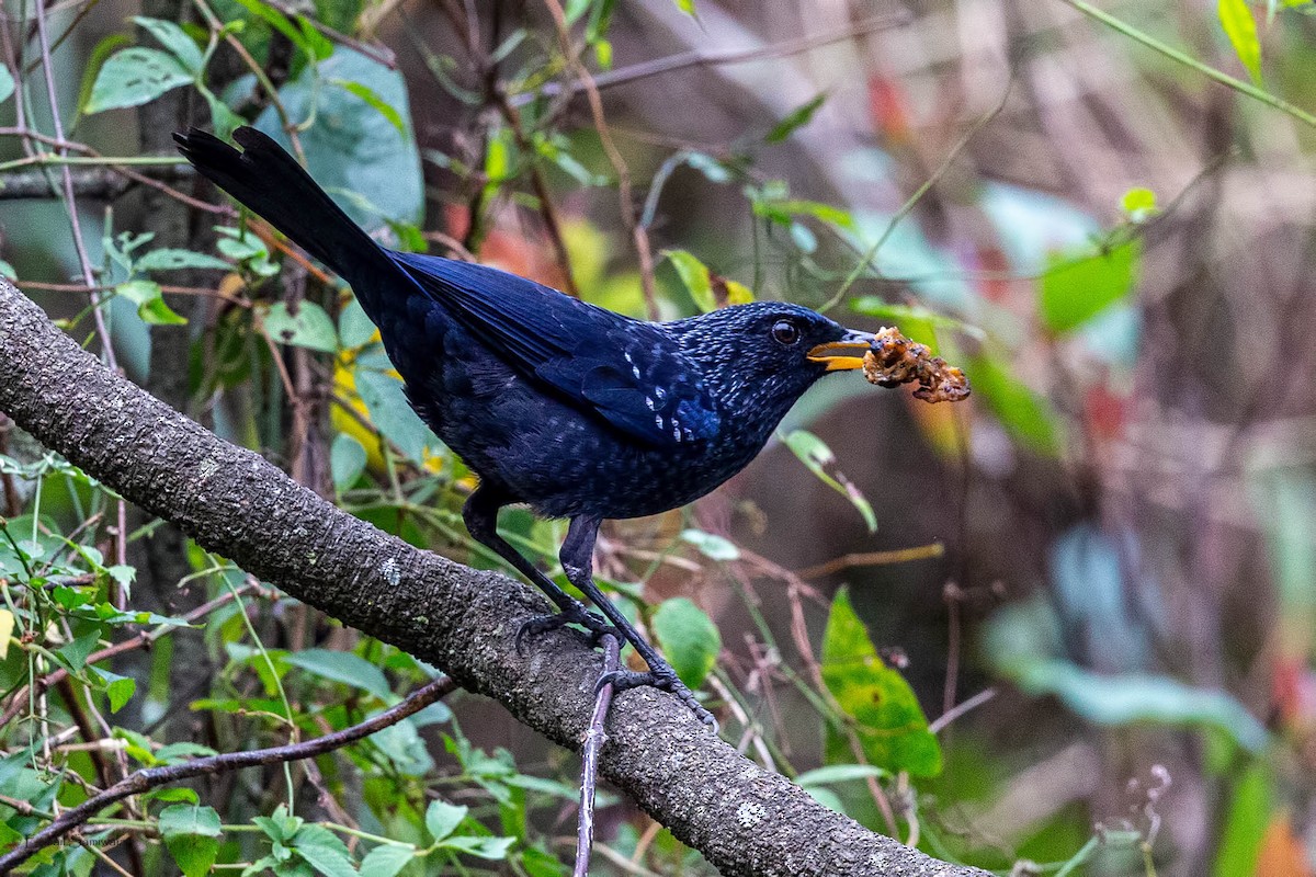 Blue Whistling-Thrush - ML634518747