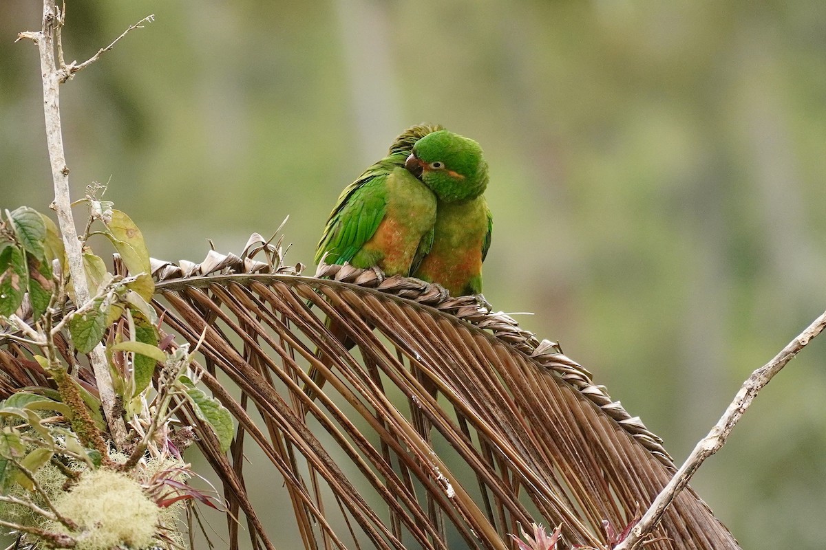 Golden-plumed Parakeet - ML634518749