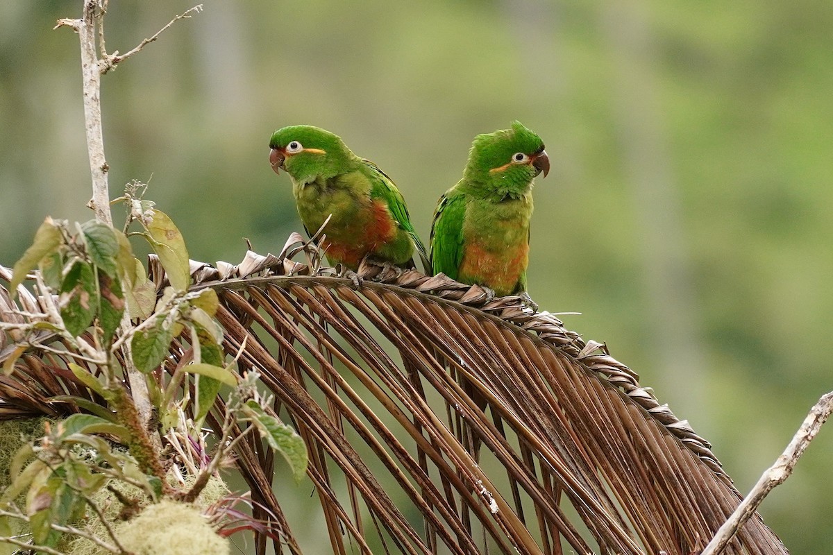 Golden-plumed Parakeet - ML634518750