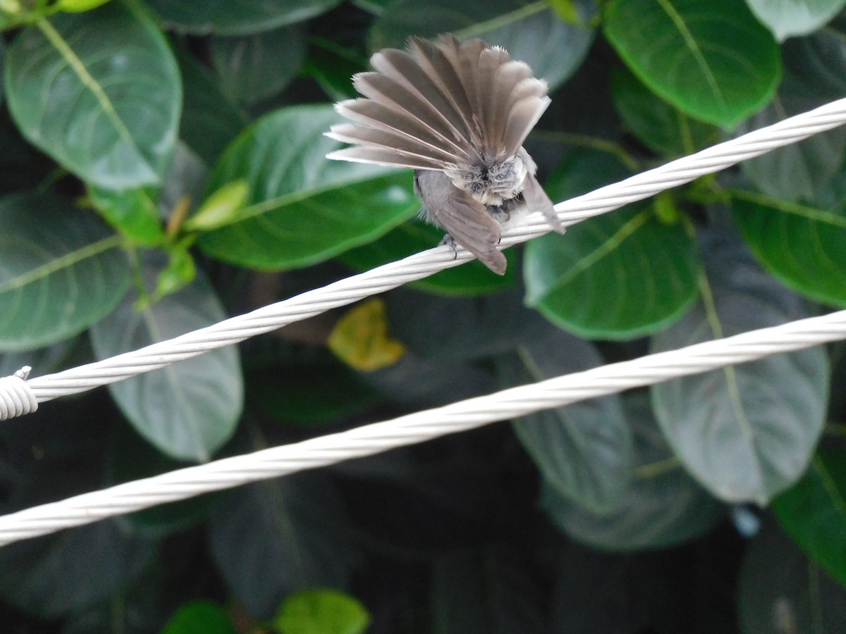 Spot-breasted Fantail - ML634518755