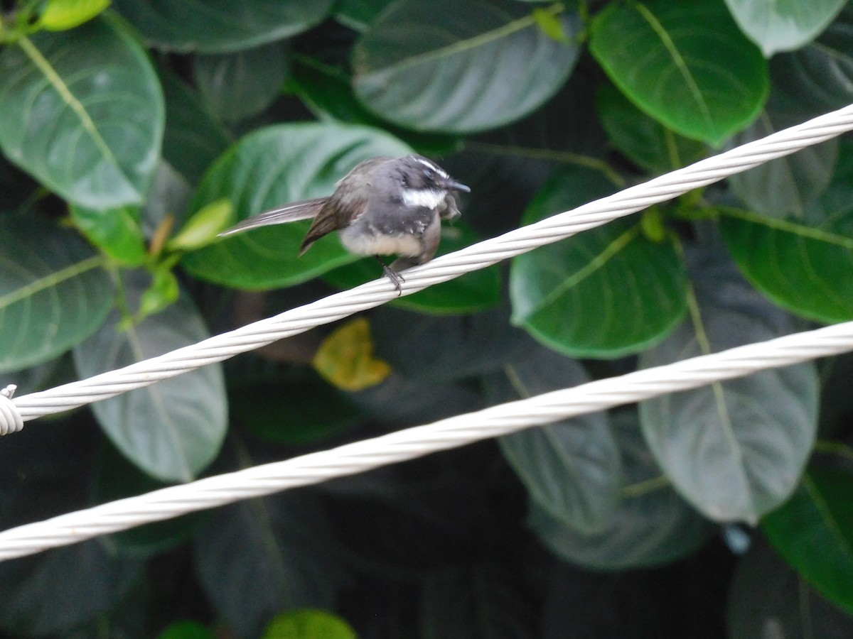 Spot-breasted Fantail - ML634518756
