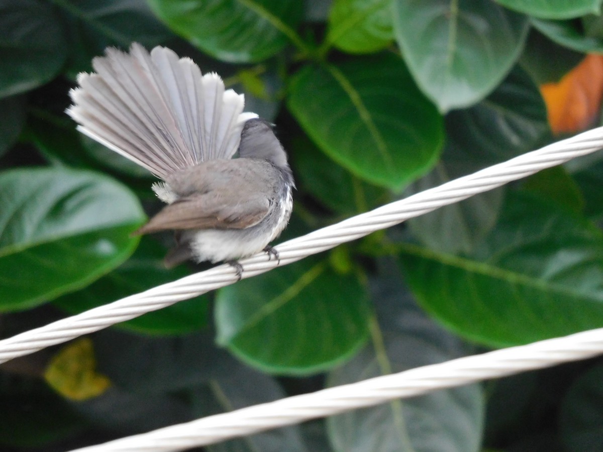 Spot-breasted Fantail - ML634518763