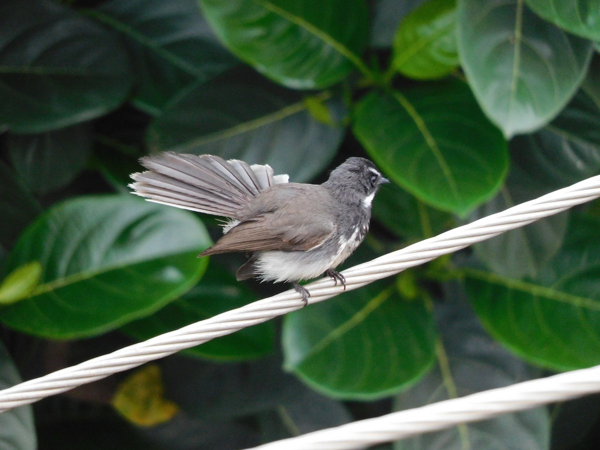 Spot-breasted Fantail - ML634518764