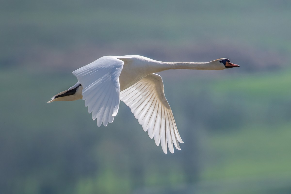 Cigno reale - ML634518765
