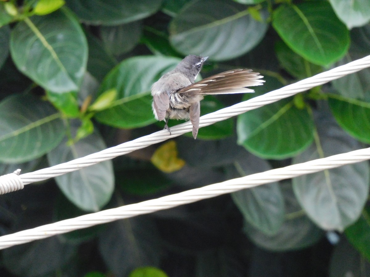 Spot-breasted Fantail - ML634518766
