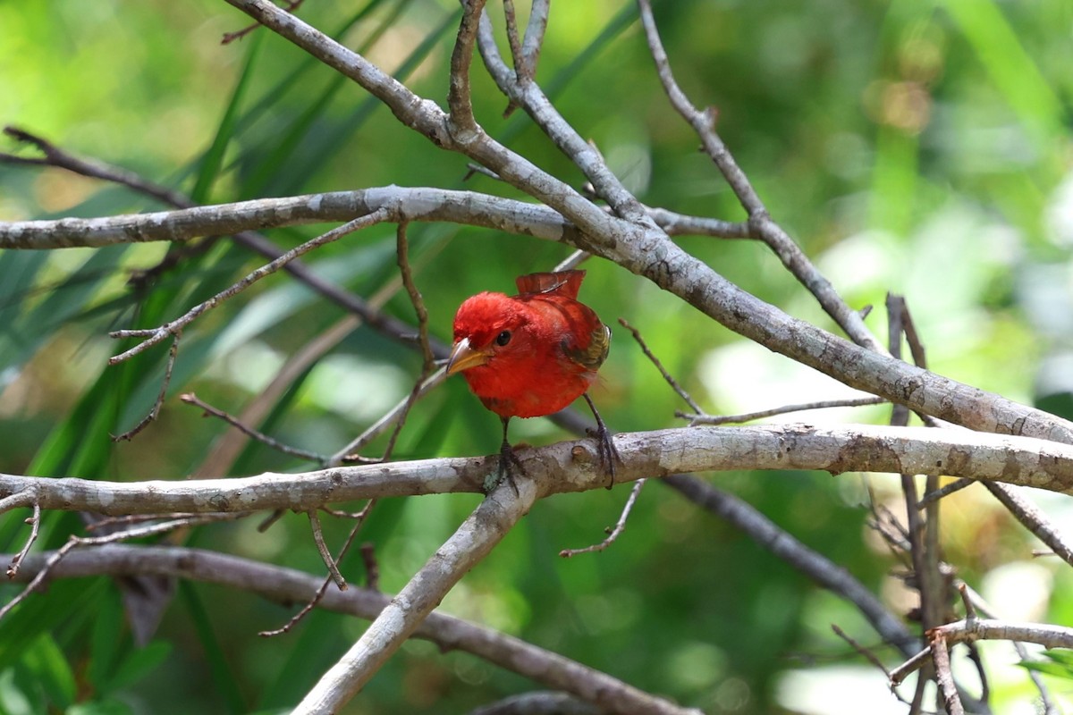 Summer Tanager - ML634518767