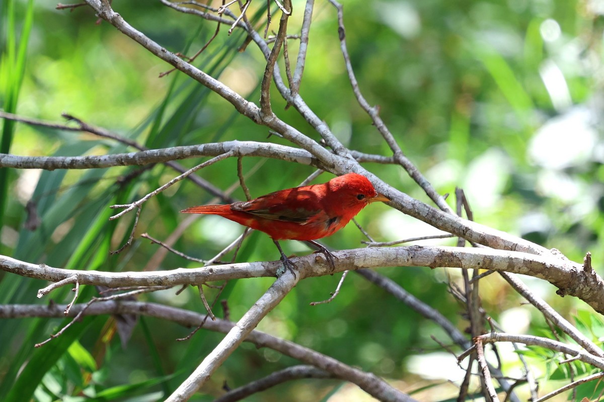 Summer Tanager - ML634518773