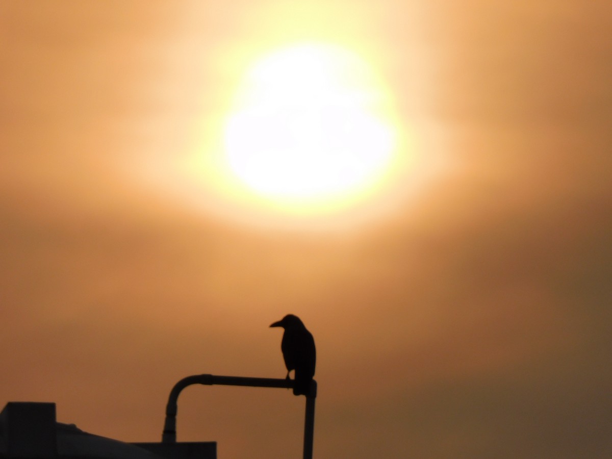House Crow - ML634518776
