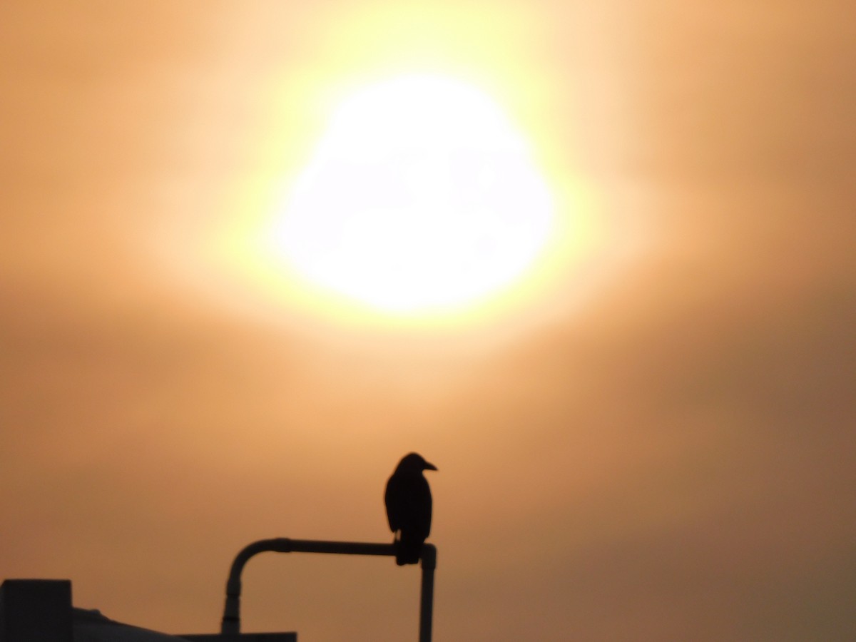 House Crow - ML634518777