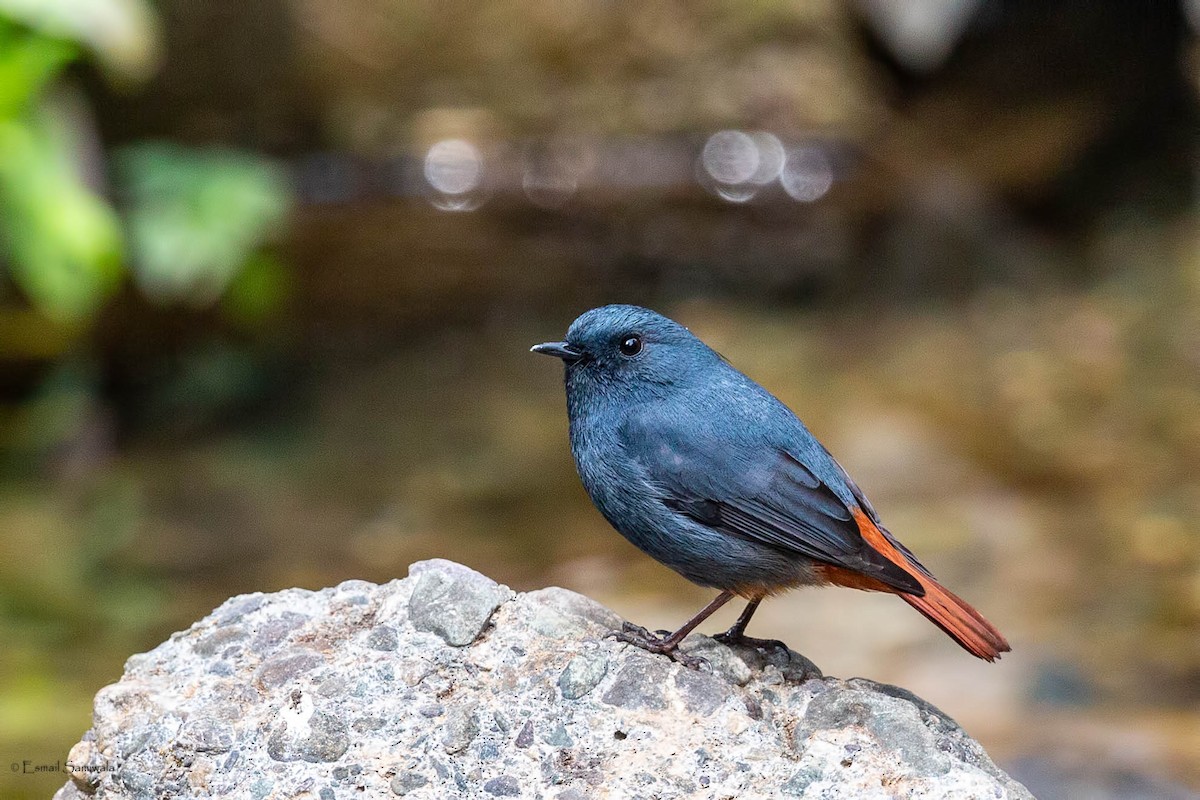Plumbeous Redstart - ML634518791