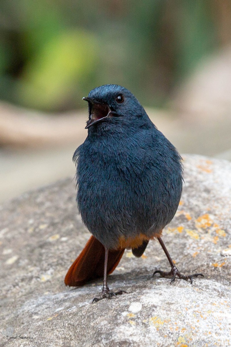 Plumbeous Redstart - ML634518792