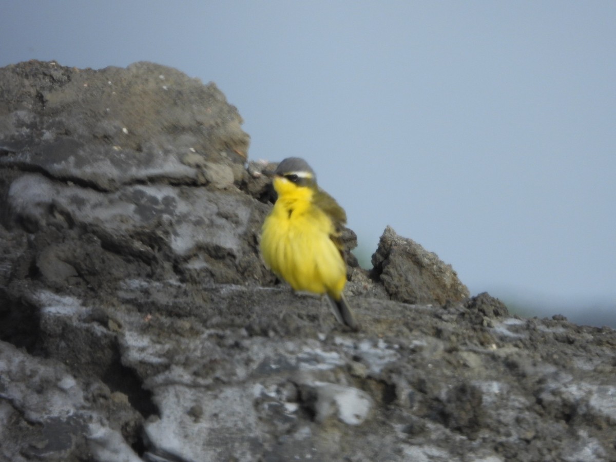 Eastern Yellow Wagtail - ML634518793