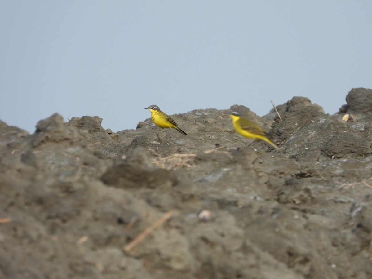 Eastern Yellow Wagtail - ML634518794