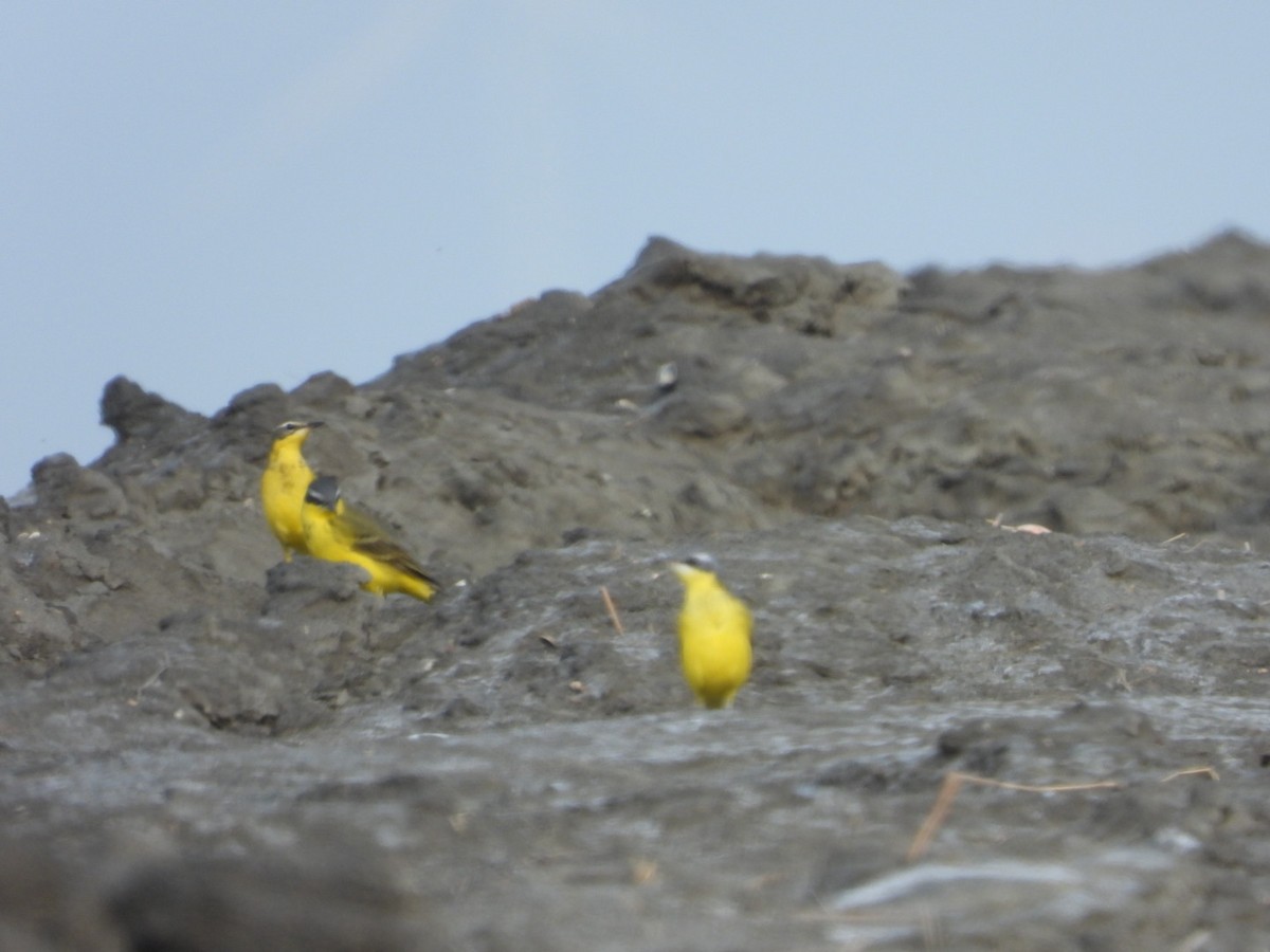 Eastern Yellow Wagtail - ML634518795