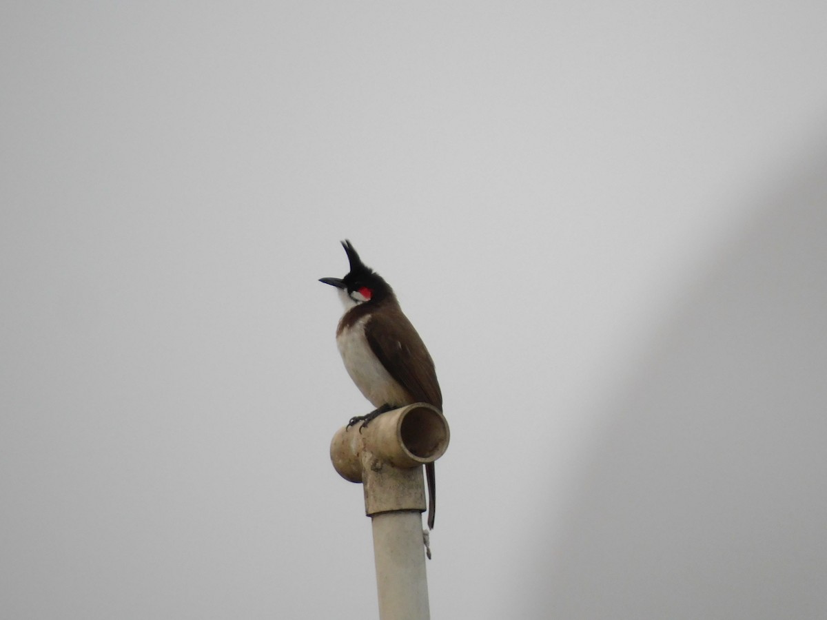 Red-whiskered Bulbul - ML634518798