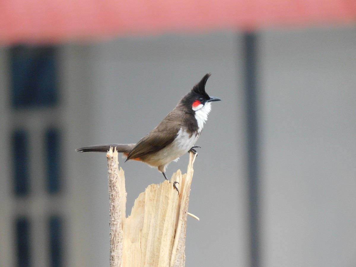Red-whiskered Bulbul - ML634518799