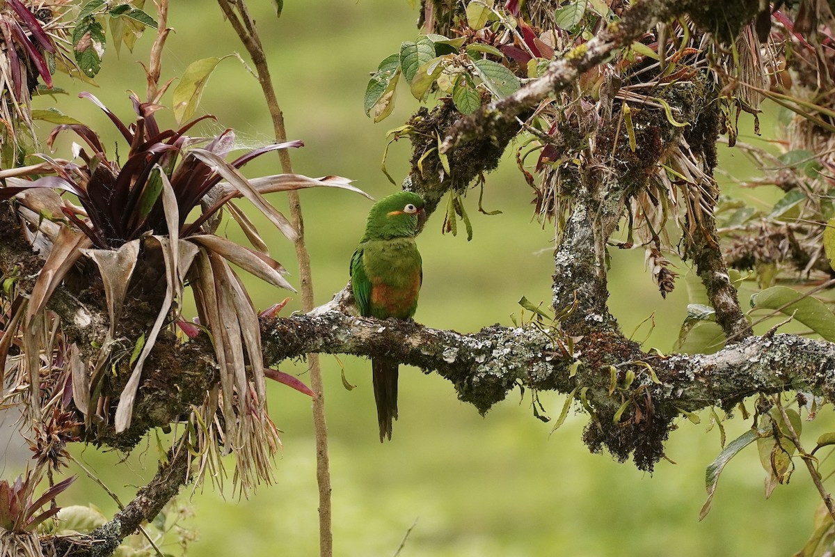 Golden-plumed Parakeet - ML634518800