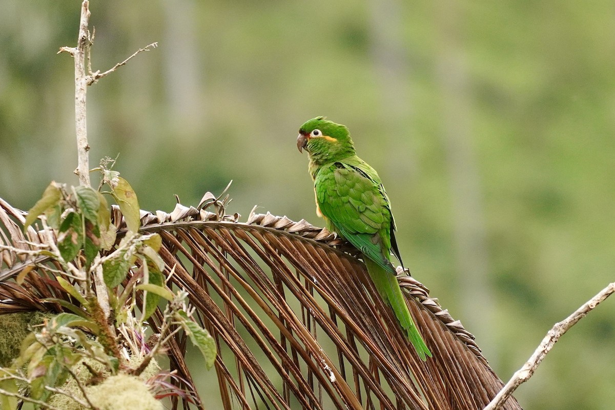 Golden-plumed Parakeet - ML634518801