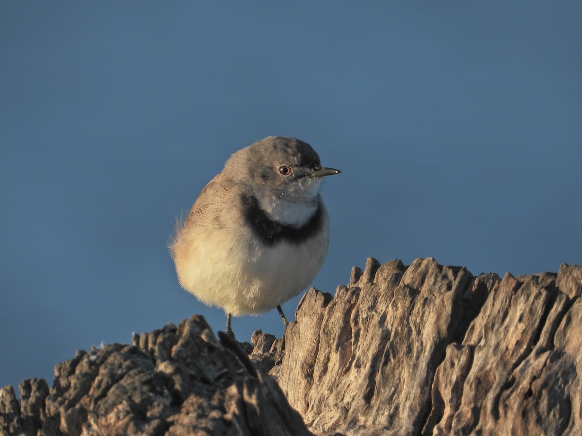White-fronted Chat - ML634518802