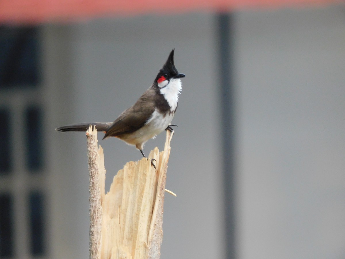 Red-whiskered Bulbul - ML634518803