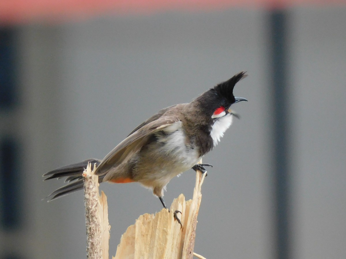 Red-whiskered Bulbul - ML634518804