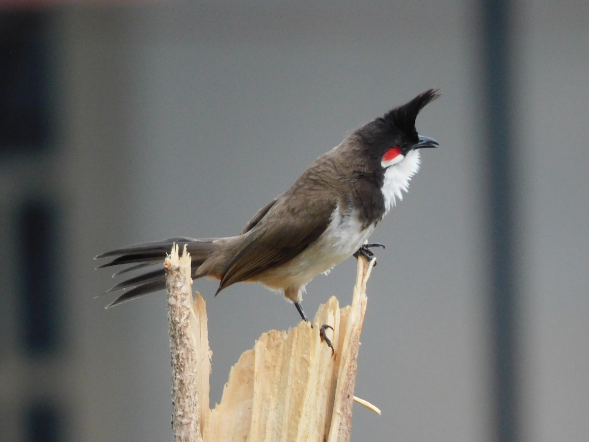 Red-whiskered Bulbul - ML634518805