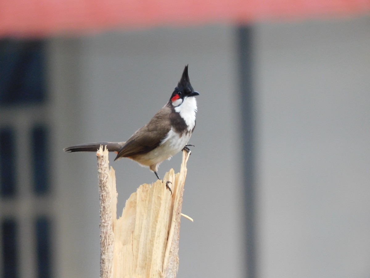 Red-whiskered Bulbul - ML634518806