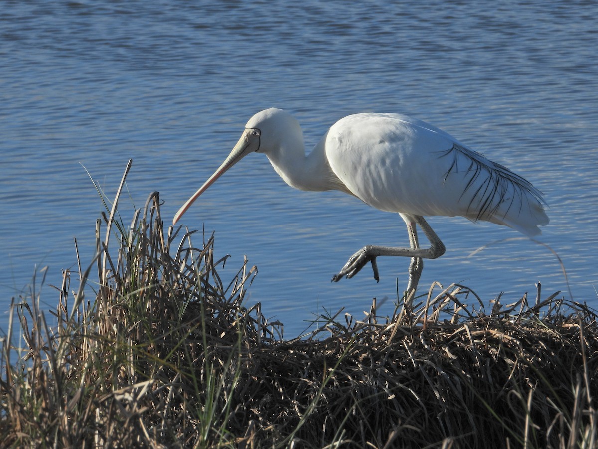 Yellow-billed Spoonbill - ML634518807